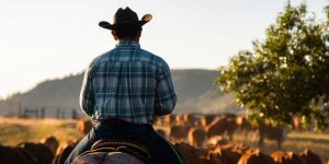 Modern Cowboy Tending To The Livestock