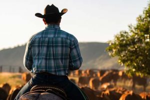 Modern Cowboy Tending To The Livestock